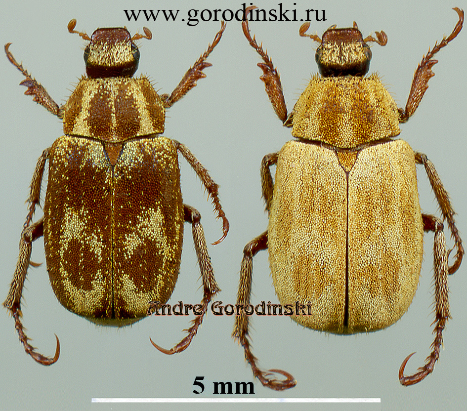 http://www.gorodinski.ru/scarabs/Hoplia taliensis.jpg